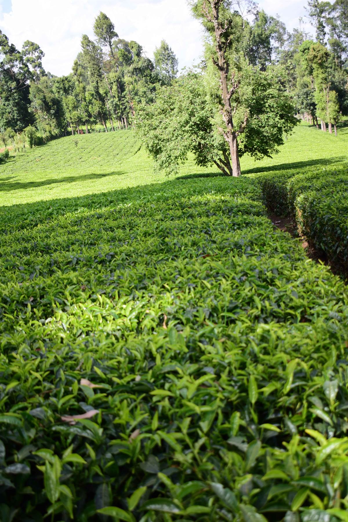 Tea farm in Meru