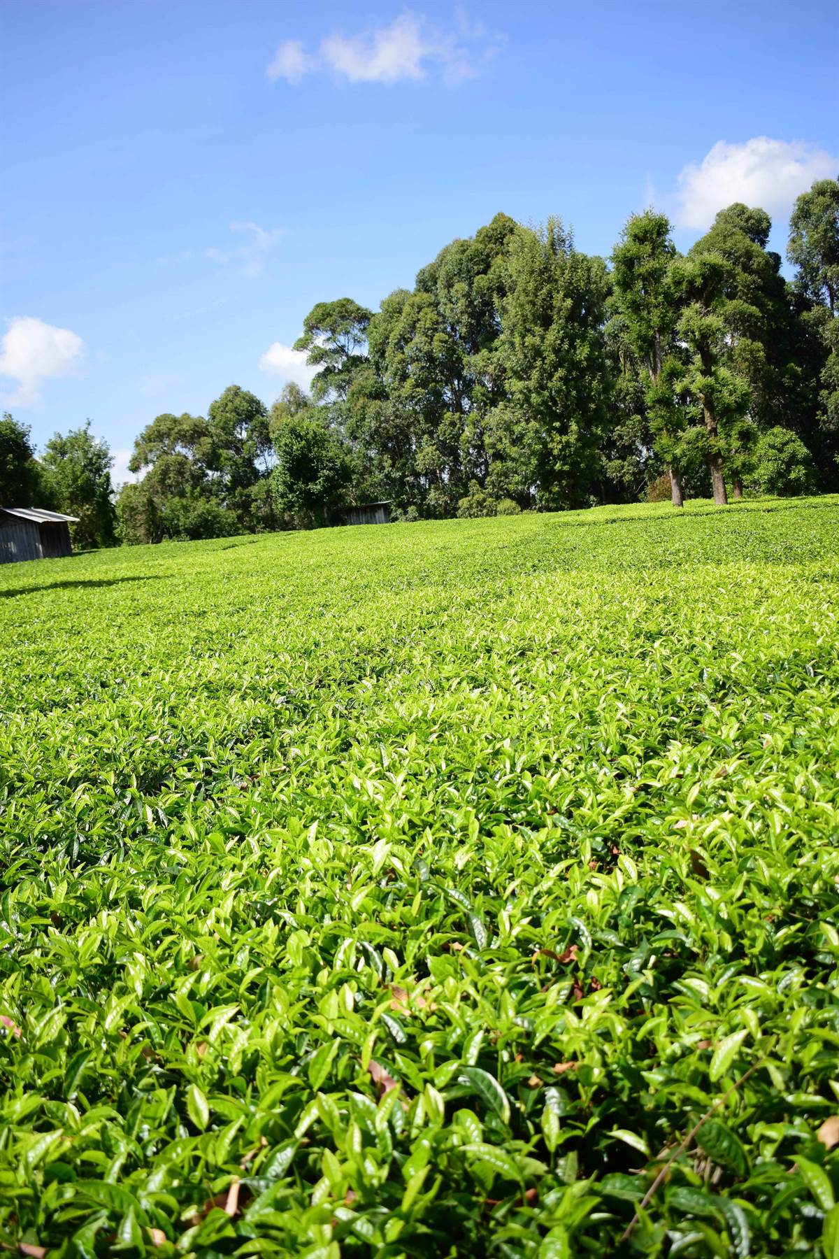 Tea farm in Meru