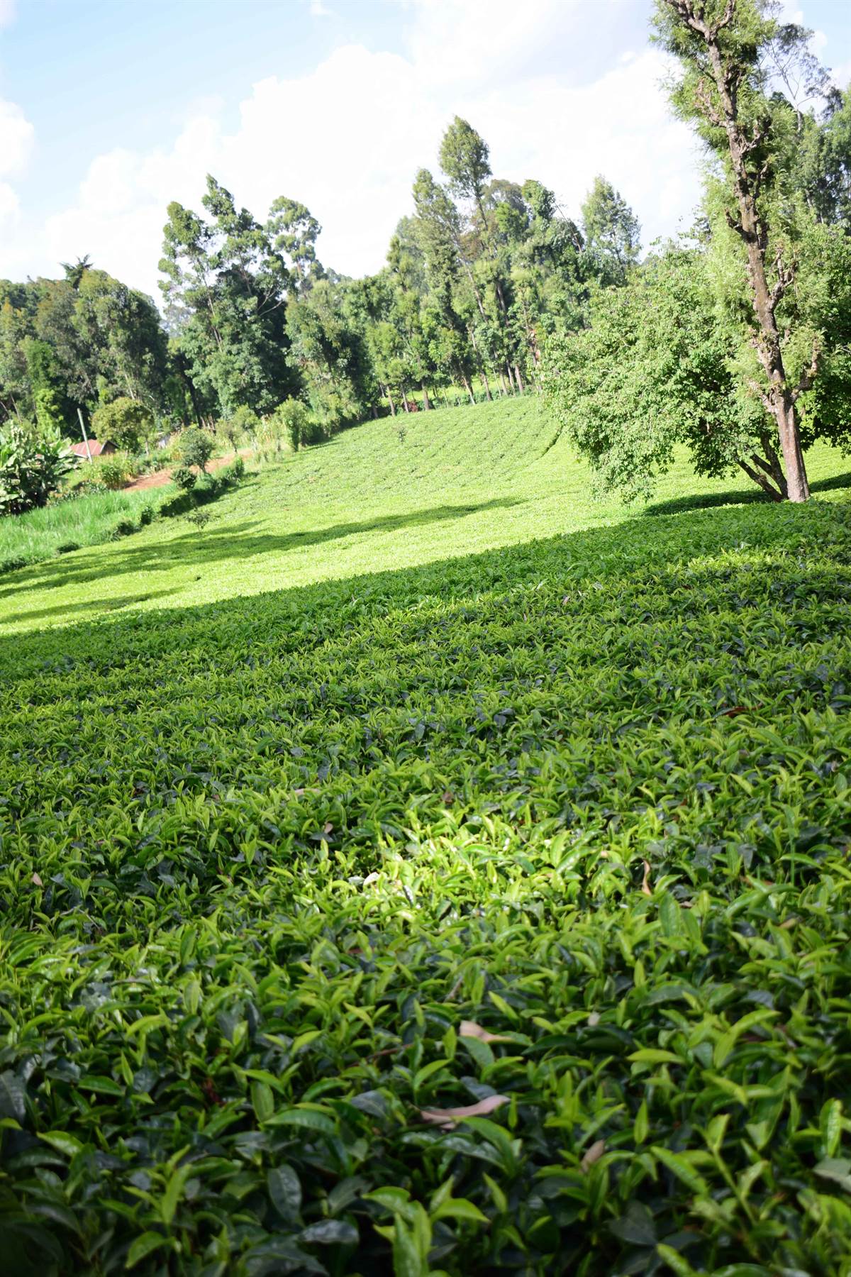 Our tea plantation in Meru, on the slopes of Mount Kenya