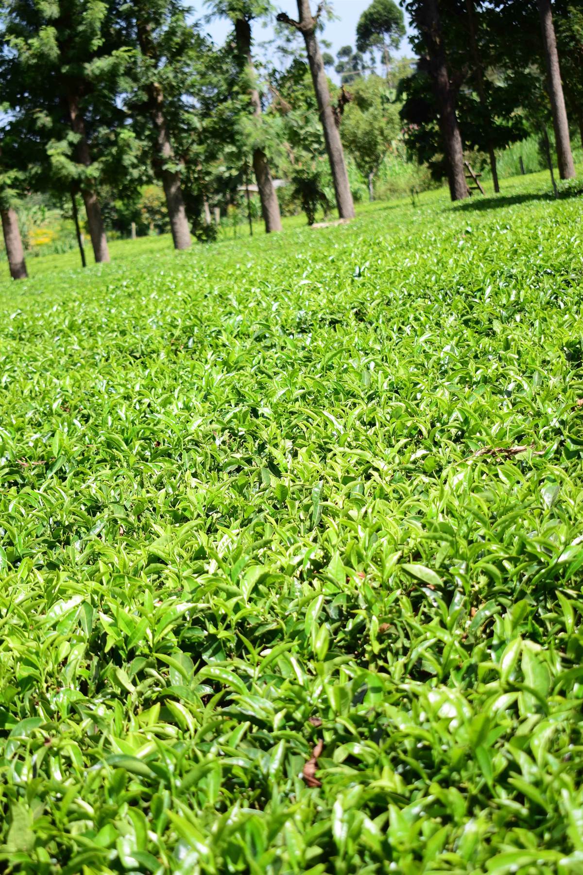 Tea plantation in Kenya
