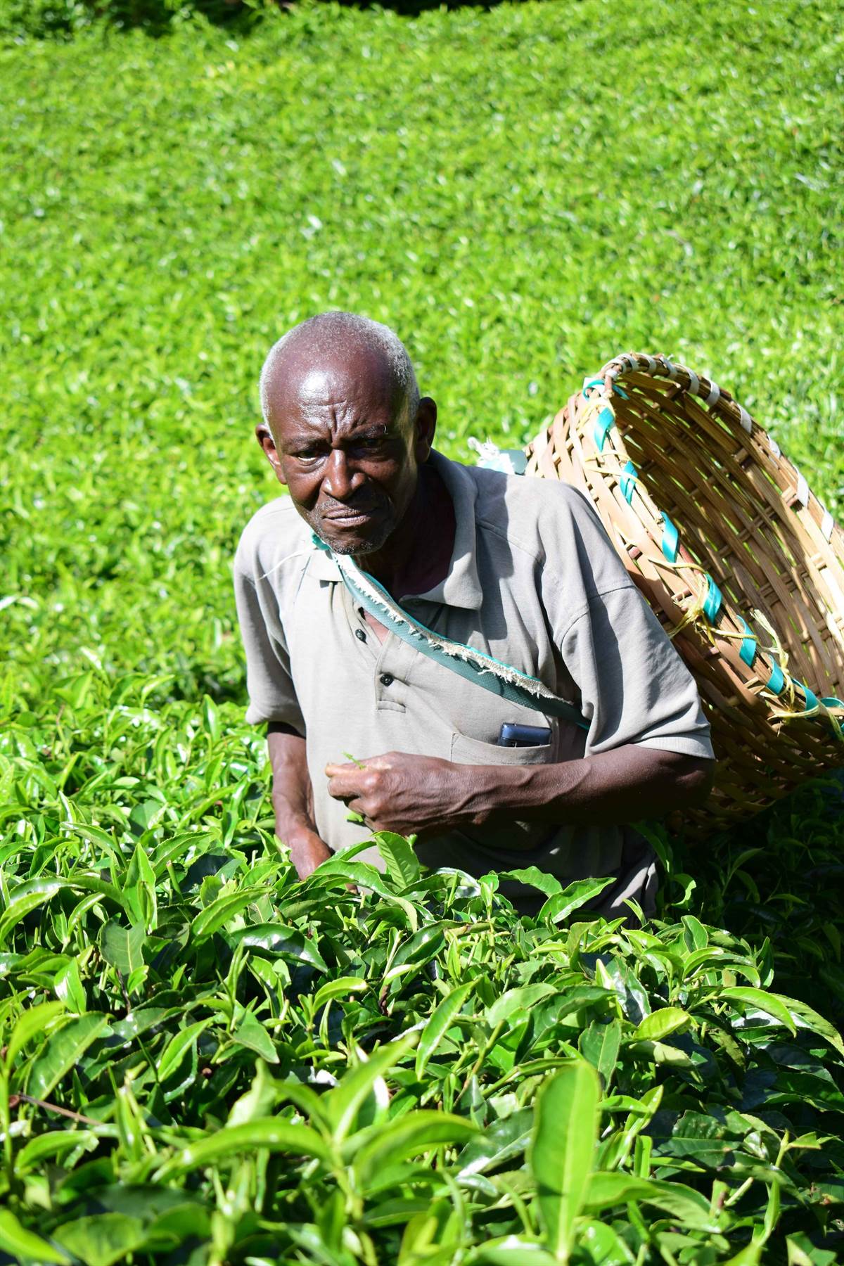 Tea farmer tending tea plants