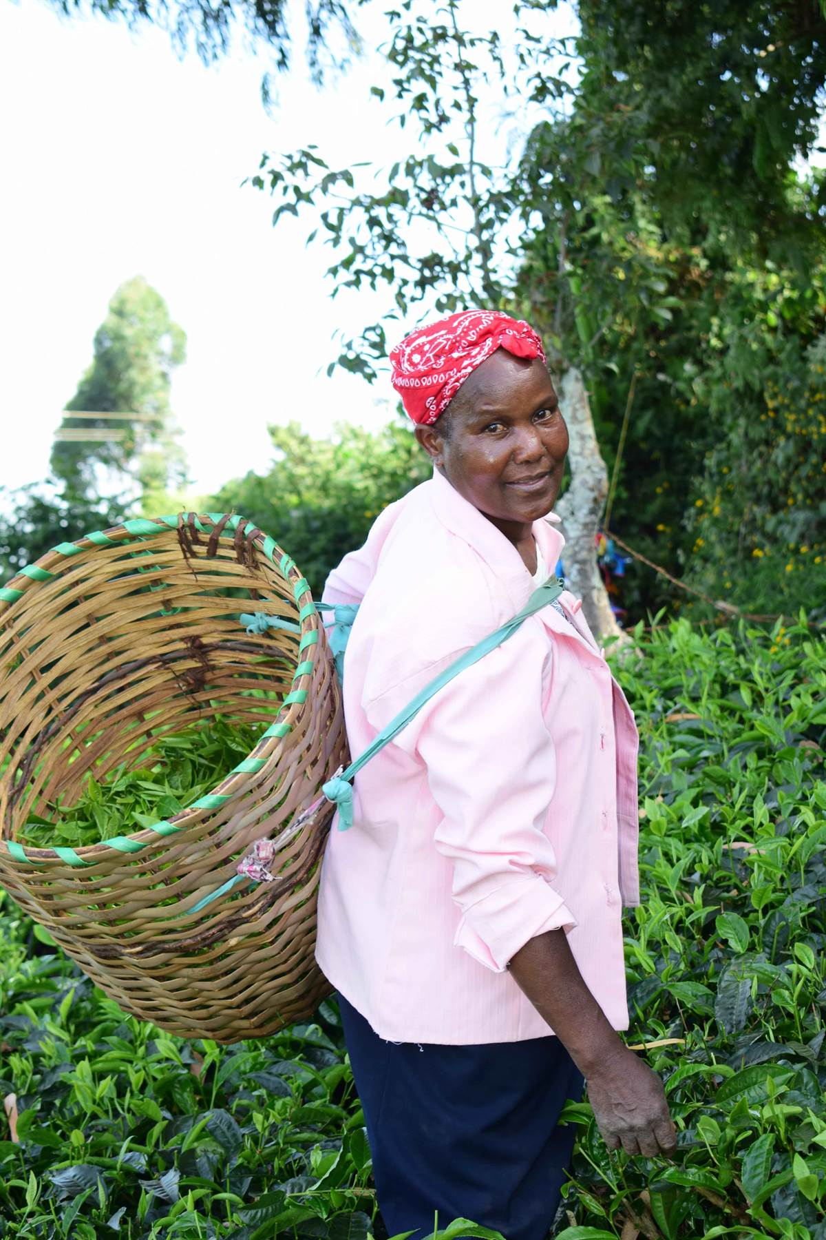 Tea farmer with freshly plucked leaves