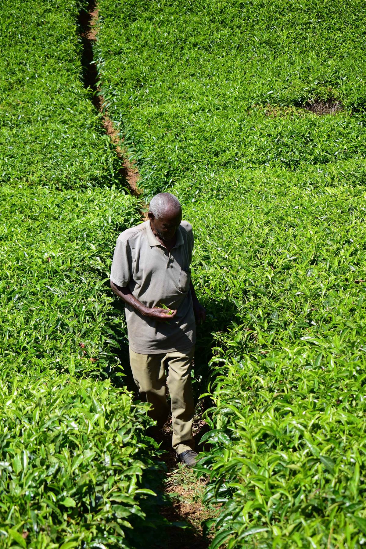 Tea farmer in the field