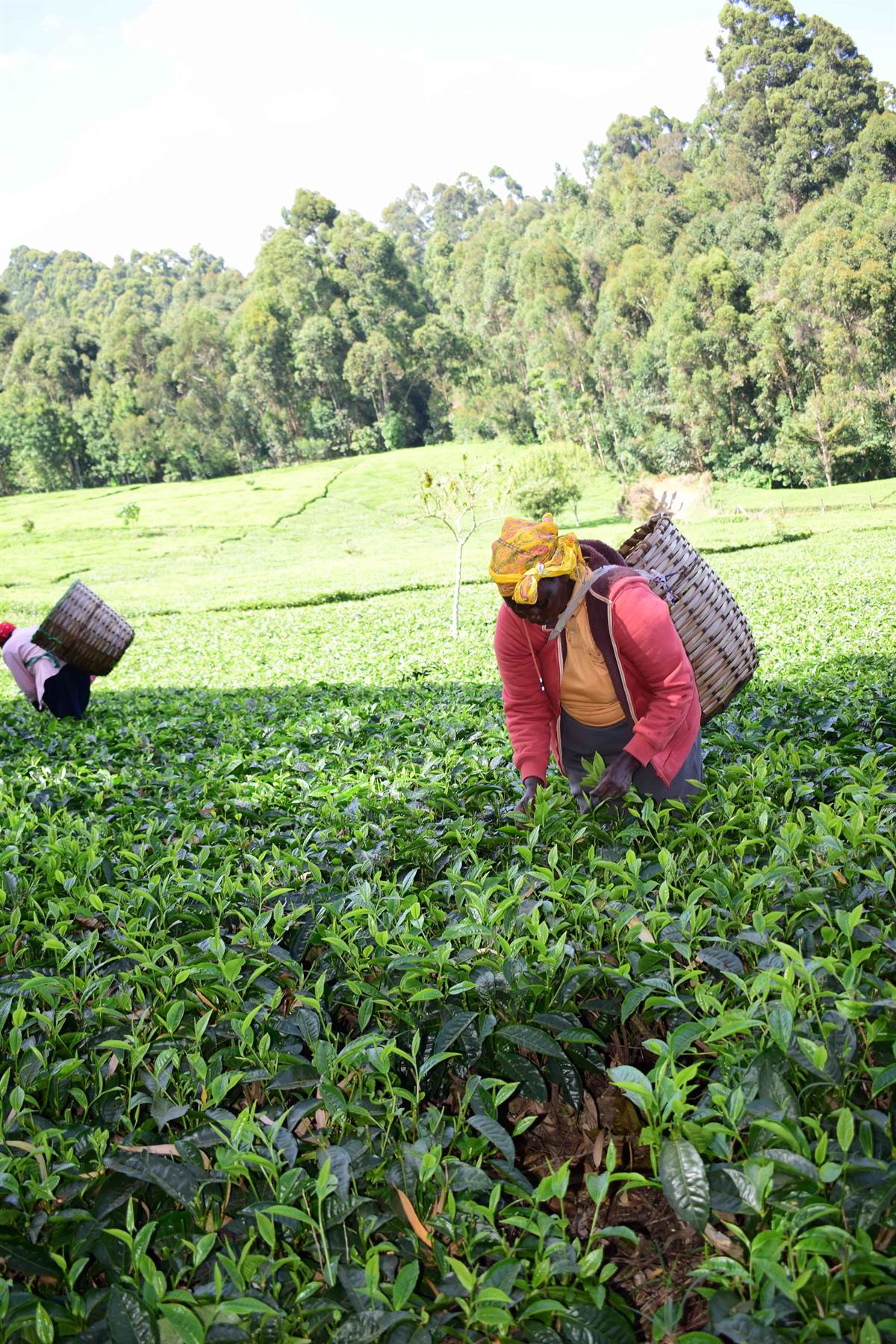Tea farmers in Meru
