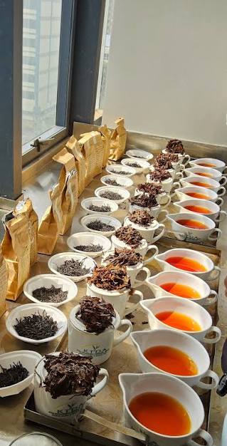 Rows of tea samples and brewed cups on a tasting bench
