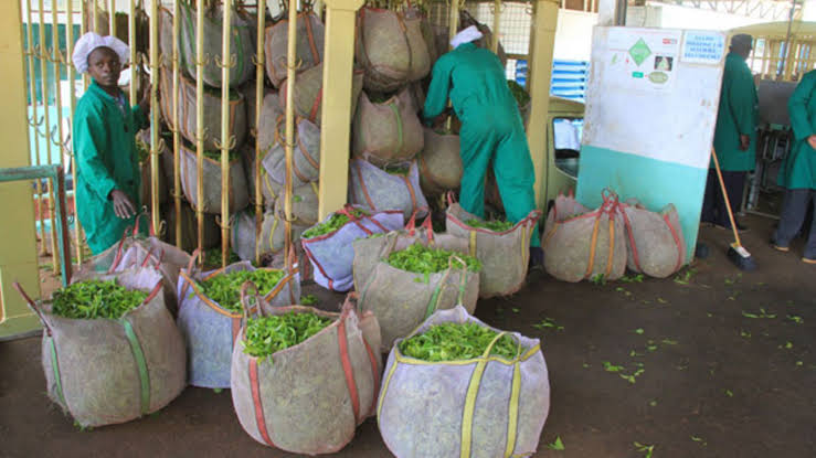 Bags of fresh green tea leaf being received at the factory by staff in protective clothing